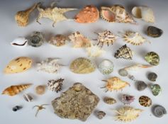 Collection of sea shell and fossil specimens, largest 18cm