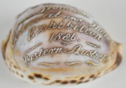 Victorian Australian interest cameo cowrie shell 'Souvenir from the Colonial and Indian Exhibition