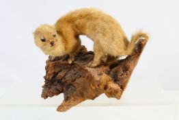 Taxidermy - Weasel, approx 20 cm long, mounted on a piece of bark.