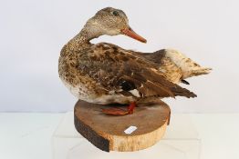 Taxidermy of a female duck, possibly a Gadwall.