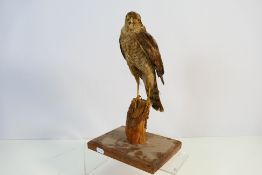 Taxidermy - Female Sparrowhawk, approx 20 cm tall standing and 29 cm long from head to tail tip.