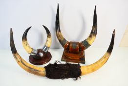 Two table top white metal mounted cow horn displays and one similar,