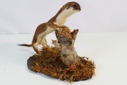 A taxidermy stoat (Mustela erminea) mounted to naturalistic base, approximately 33 cm (l).