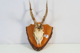 Taxidermy - A pair of roe deer (Capreolus capreolus) antlers and partial skull mounted to shield