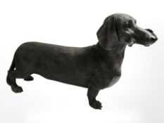 A life size resin figure of a dachshund holding a bouquet of flowers in its mouth, length 62 cm.
