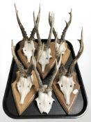 Five roe deer skulls with antlers mounted on wooden shield plaques, plus another loose example.