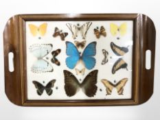 A butterfly serving tray, width 52 cm.