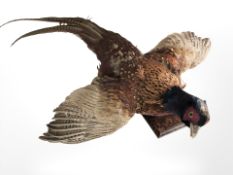 A taxidermy pheasant modelled in flight mounted on wooden plinth, overall length 89 cm.