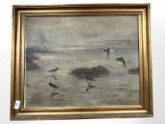 Danish School : Birds at a coast, oil on canvas, 55 cm x 43 cm.