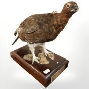 A taxidermy partridge on mahogany plinth, with presentation inscription, length 30 cm.