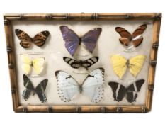 An early 20th century framed butterfly montage, in bamboo effect frame with convex glass,