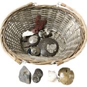 A wicker basket containing fossil specimens, sea shells, etc.