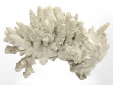 A large coral specimen,