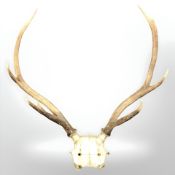 A set of deer antlers, width 65 cm.