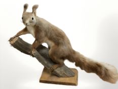 A taxidermy red squirrel on naturalistic tree branch perch, height 28 cm.