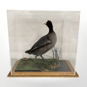 A taxidermy coot upon naturalistic plinth under perspex cover, width 45 cm.