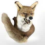 A taxidermy fox mask and tail, realistically modelled with mouth agape, mounted on oak shield,