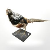 A taxidermy pheasant on ebonised plinth, length 90 cm.