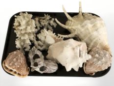 A group of sea shells and coral specimens.