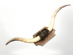 A pair of bison horns on wooden plaque,