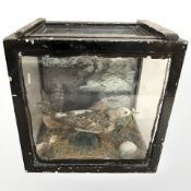 A taxidermy bird in glazed ebonised surround,