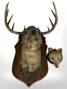 A taxidermy stag with eleven-point antlers on oak shield,