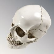 A composition model of a human skull, height 17 cm.