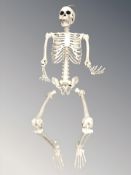 A life size composition human skeleton.