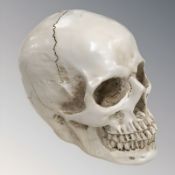 A life size composition human skull, height 14.5 cm.