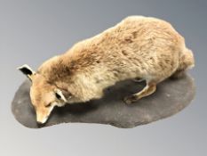A full mount taxidermy fox on plinth,