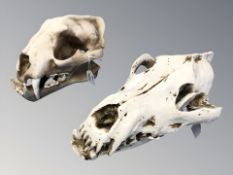 Two replica composition skulls of a wolf and a leopard