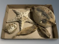 A group of puffer fish,