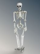 A plastic life-size human skeleton.