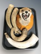A fox mask on wooden shield together with group of animal horns