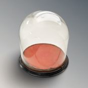 A Victorian glass dome on ebonised stand, height 34 cm.