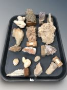 A group of geological specimens, fossils, etc.