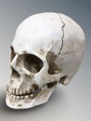 A life size composition model of a human skull, height 14 cm.
