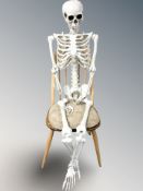 A life size composition model of a skeleton