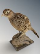 A taxidermy hen pheasant on naturalistic plinth, length 53 cm.