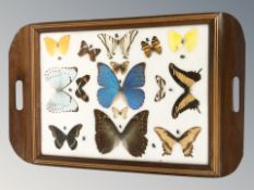 A butterfly serving tray,