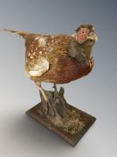 A taxidermy cock pheasant on naturalistic plinth, length 65 cm.