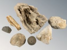A small group of fossils, excavated cannonball, etc.