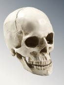 A composition life size skull and two further animal skulls.