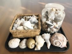 A large quantity of sea shells.