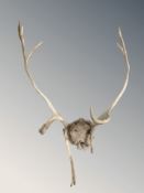 A set of deer antler's,