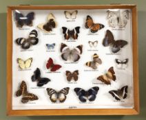 A case of butterfly specimens, 48 cm x 40 cm.