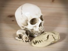 A life size composition human skull, model and two further animal skulls.