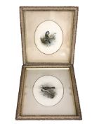 John Duncan : Blue Titmouse and Cole Titmouse, a pair of watercolours, each 25 cm x 20 cm,