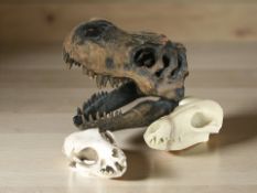 A replica T-Rex skull and two further animal skulls.