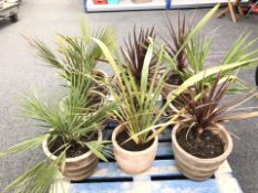 A group of terracotta plant pots containing various plants (1 pallet)